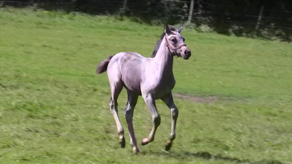Image de l'annonce Pouliche PFS Isabelle de 2021