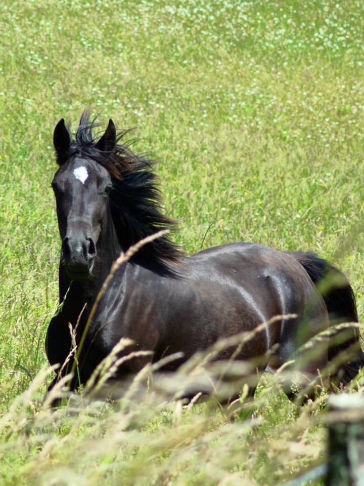 Image de l'annonce Welsh cob pleins papiers