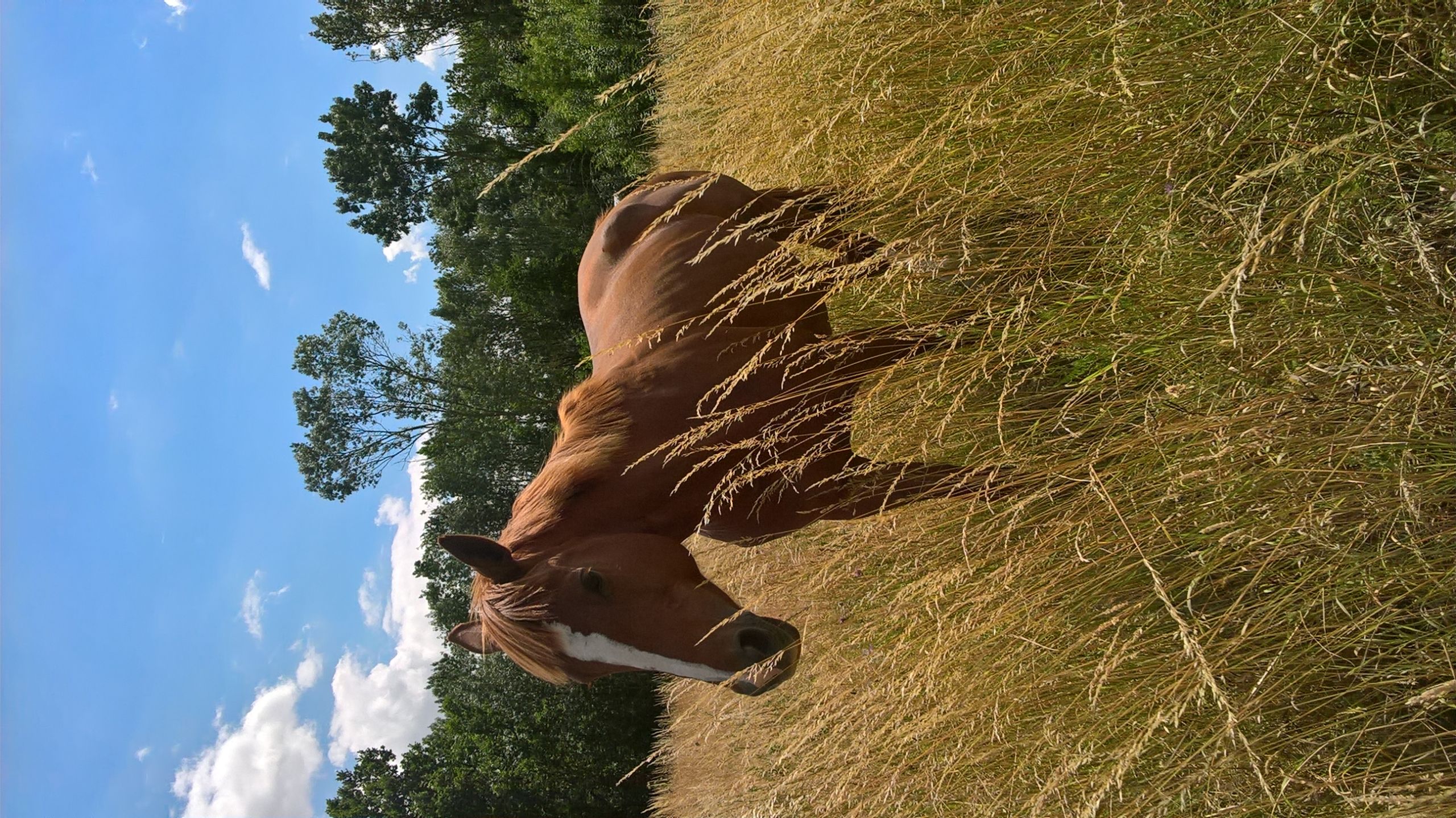 Image de l'annonce Cheval à confier