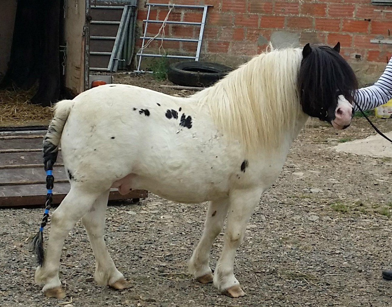 Image de l'annonce Etalon Shetland agréé homozygote pie