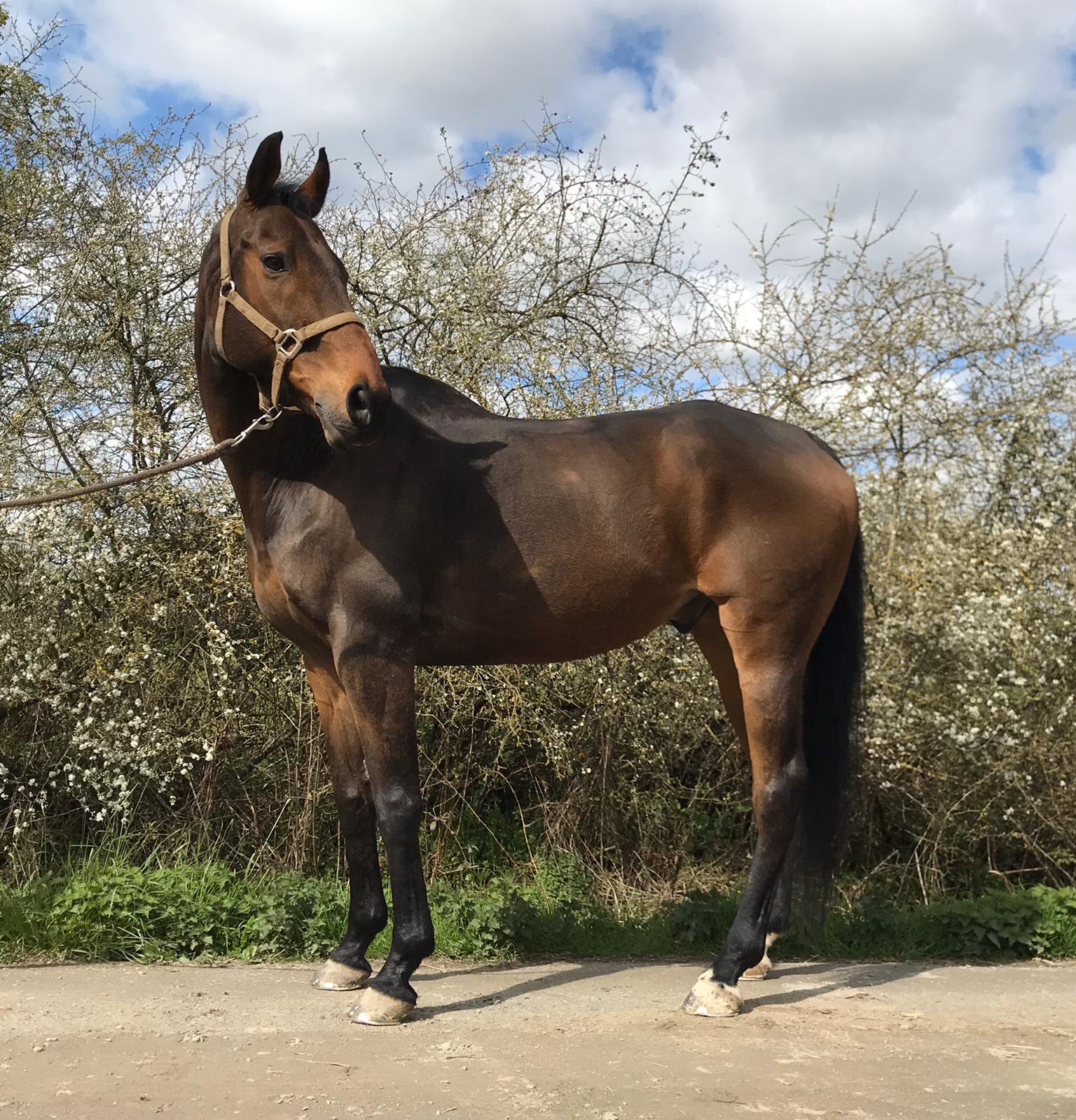 Image de l'annonce Très beau cheval polyvalent, AQPS, 16 ans