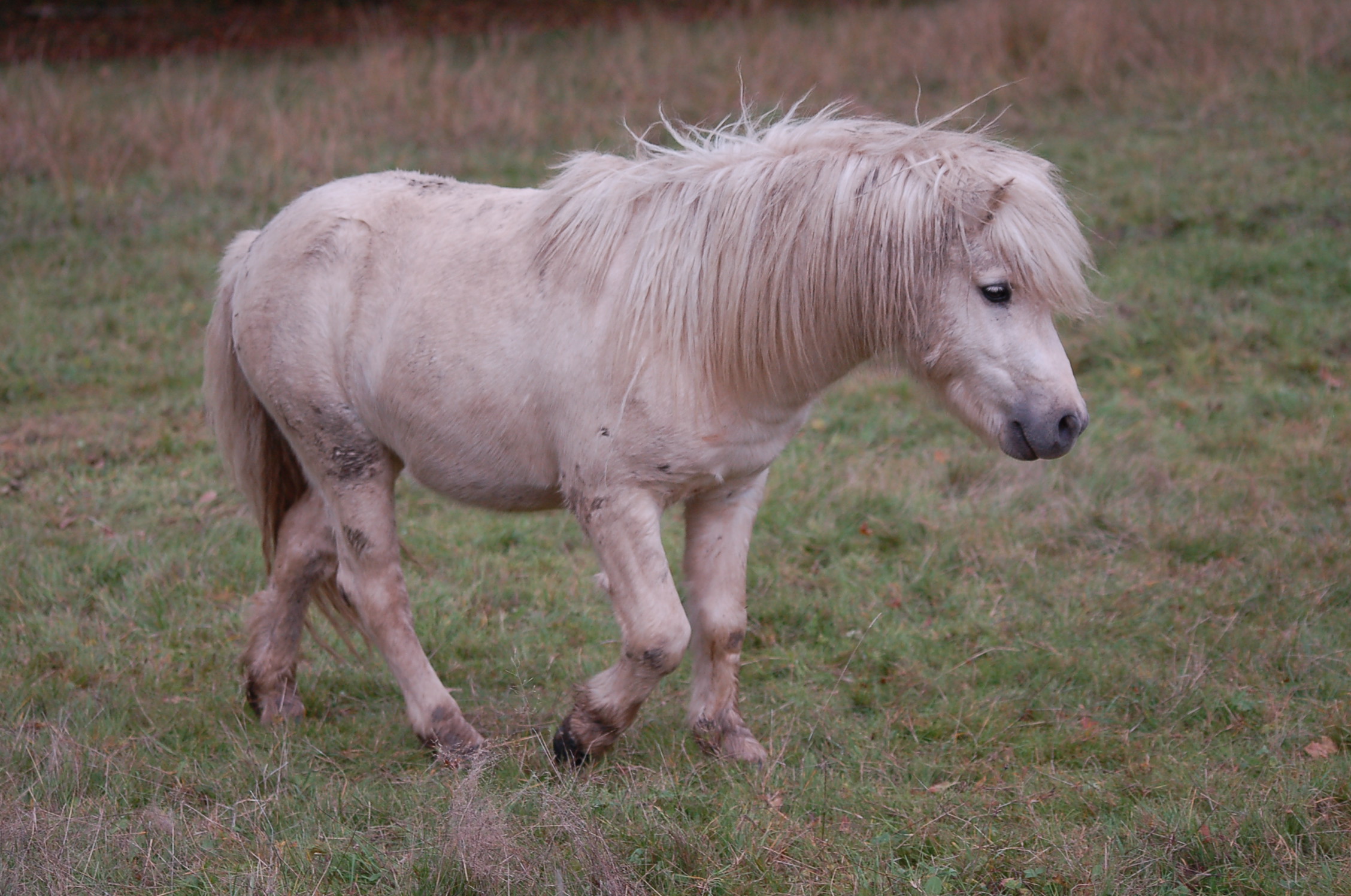 Image de l'annonce Etalon Shetland palomino