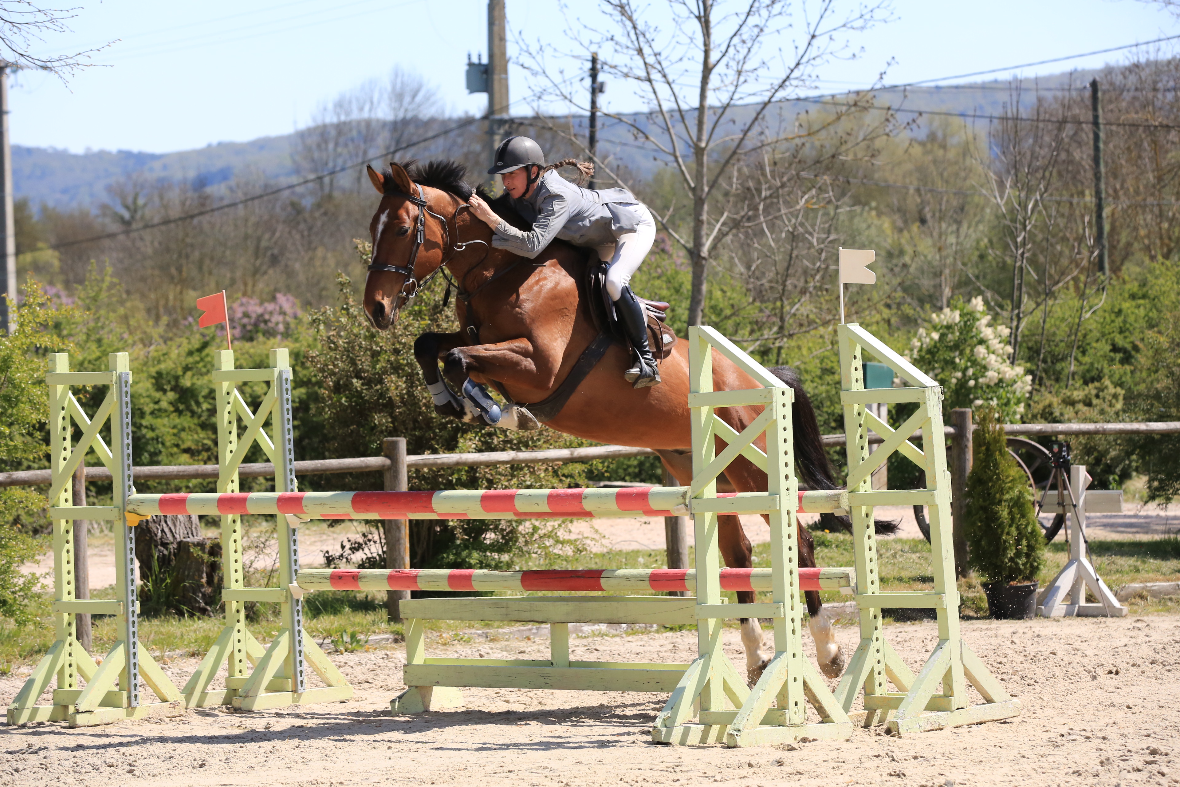 Image de l'annonce Hongre 12 ans gagnant en CSO