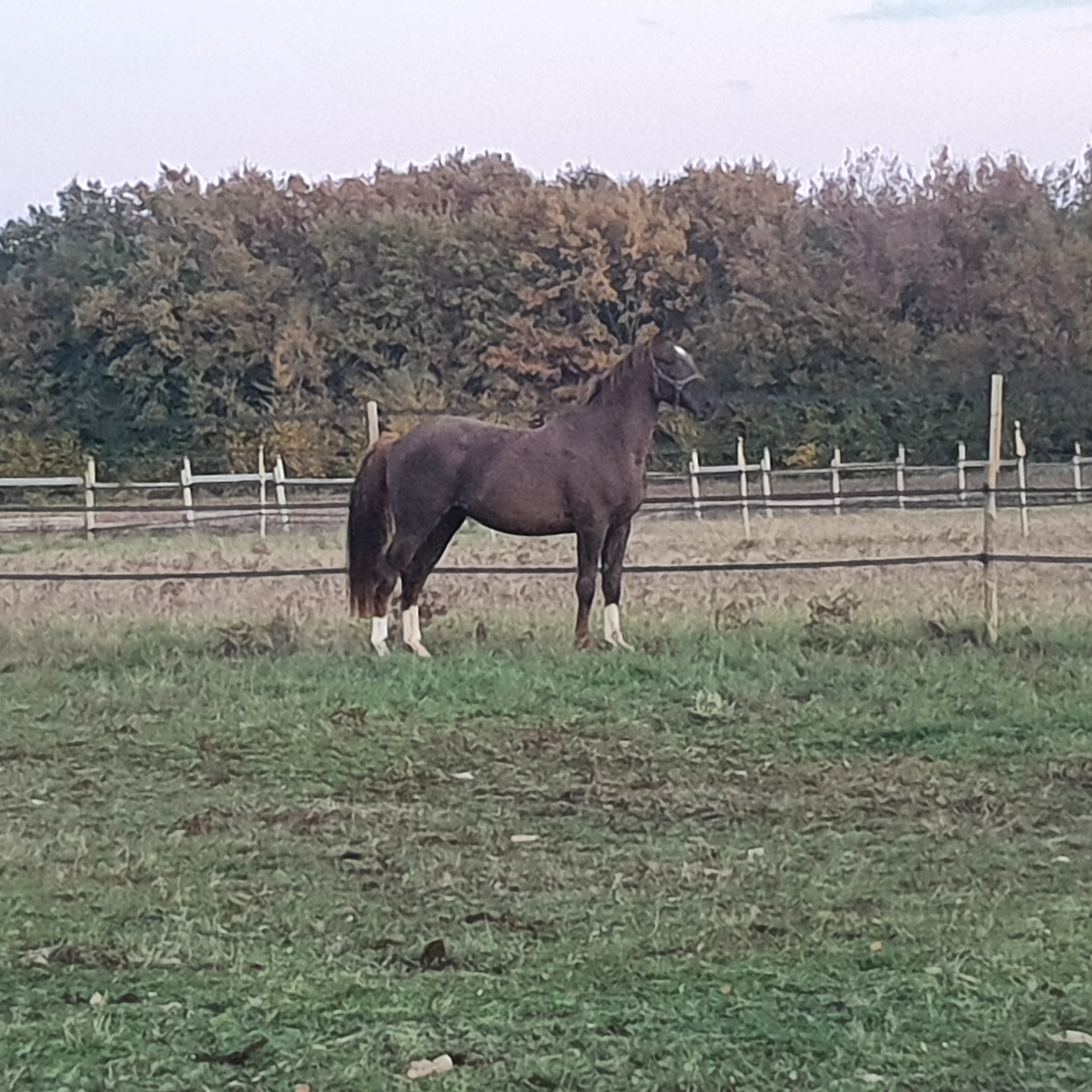 Image de l'annonce A VENDRE POULAIN 2 ANS