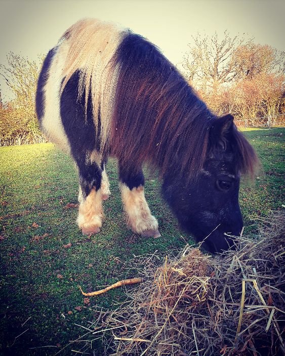 Image de l'annonce Chevaux & poneyx pour compagnie