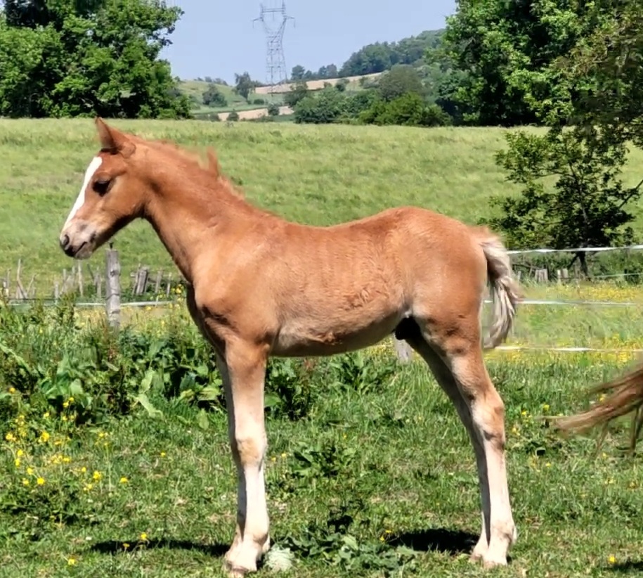 Image de l'annonce Poulain welsh part bred toise adulte D