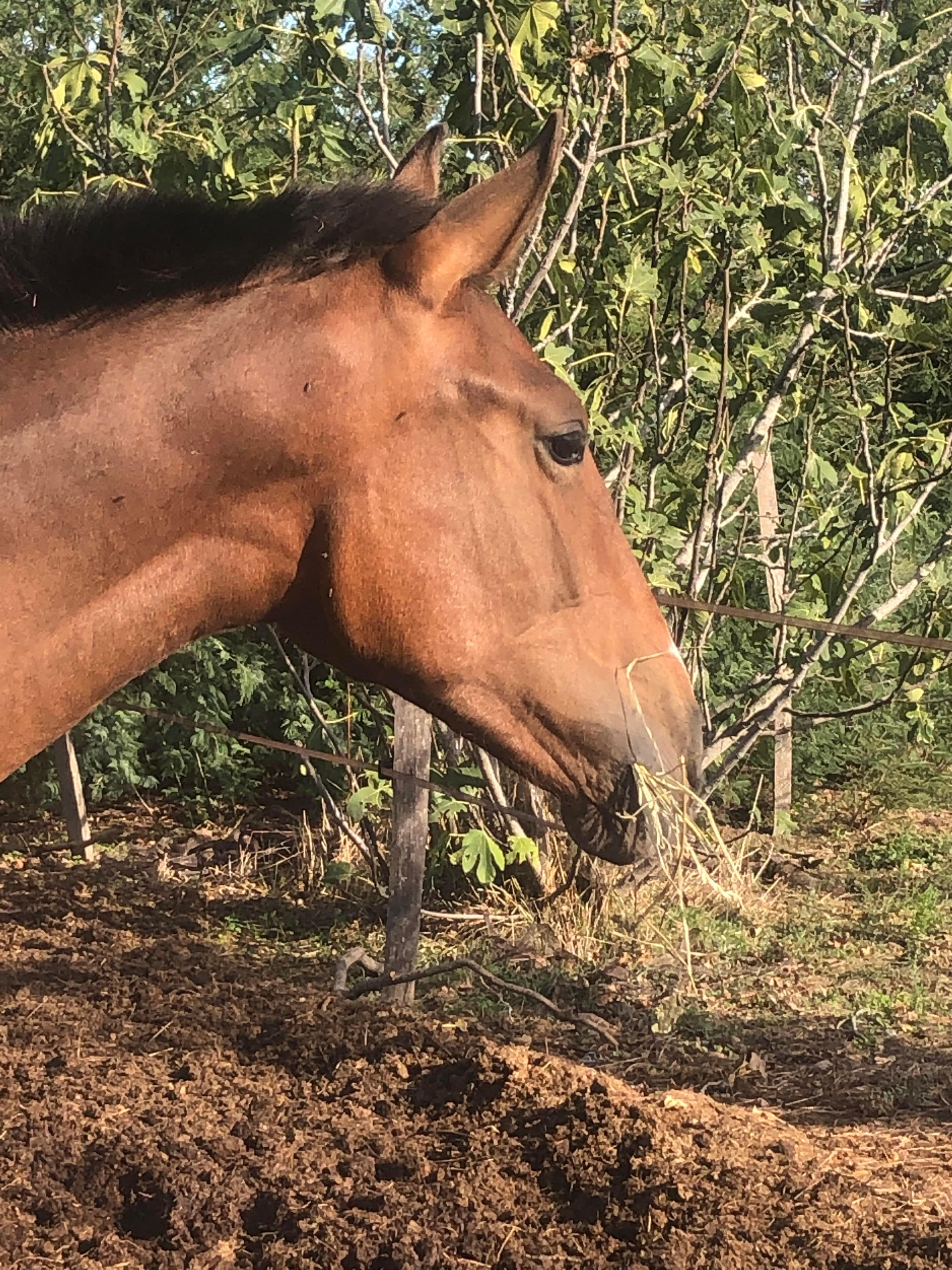 Image de l'annonce PRE - Pure Race Espagnol PP - Pouliche - 1 ans