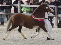 Image de l'annonce lot de 3 poneys welsh type cob section c papier