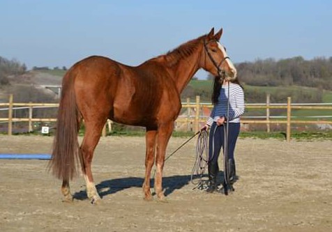 Image de l'annonce Pouliche 3ans par Andiamo Semilly