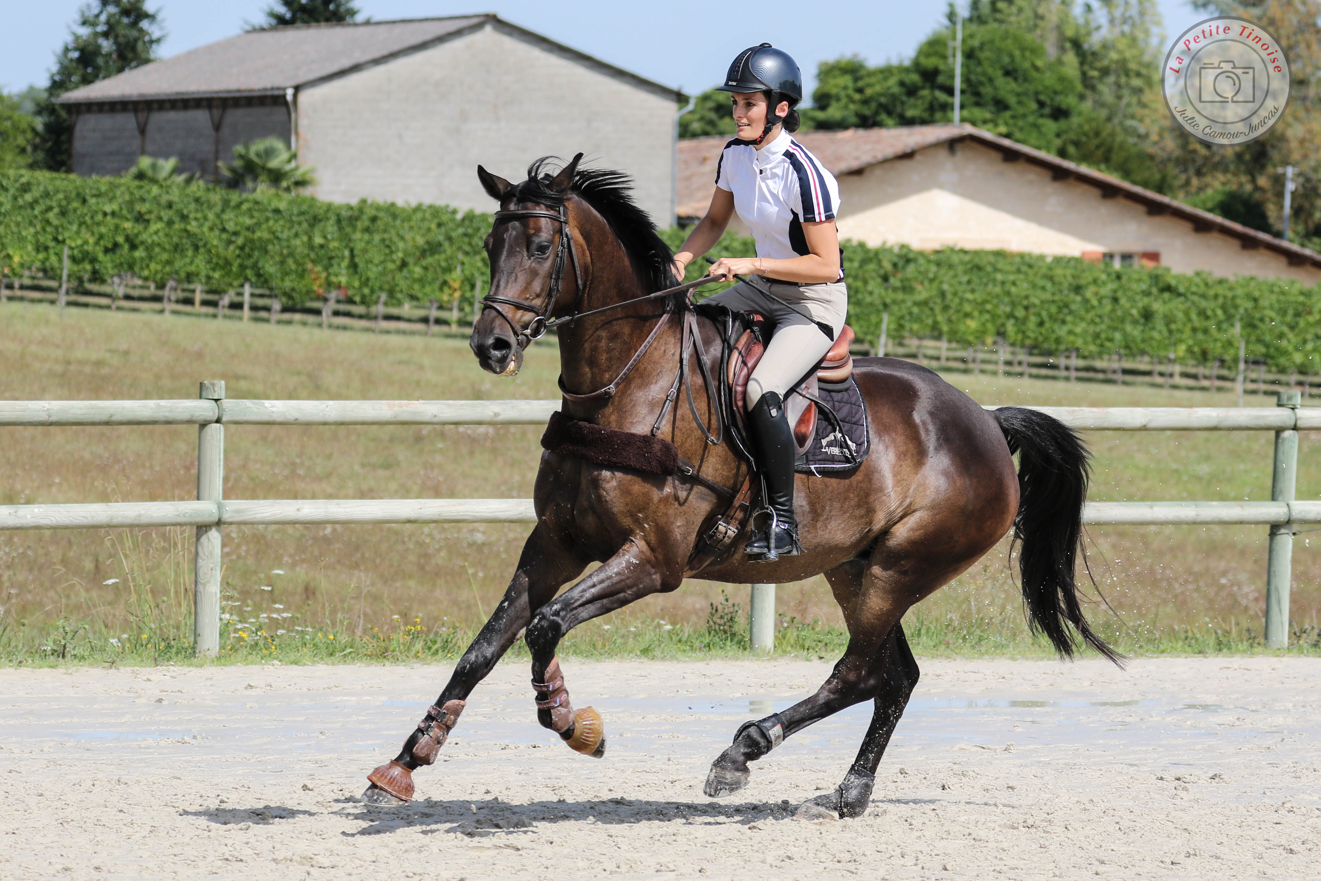 Image de l'annonce Hongre Oldenburg pour CSO/Dressage/Loisirs