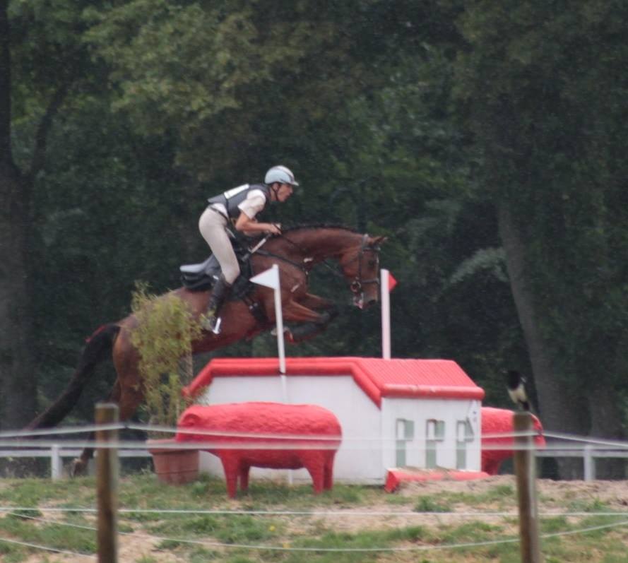 Image de l'annonce pouliche 6 mois croisement poney cheval
