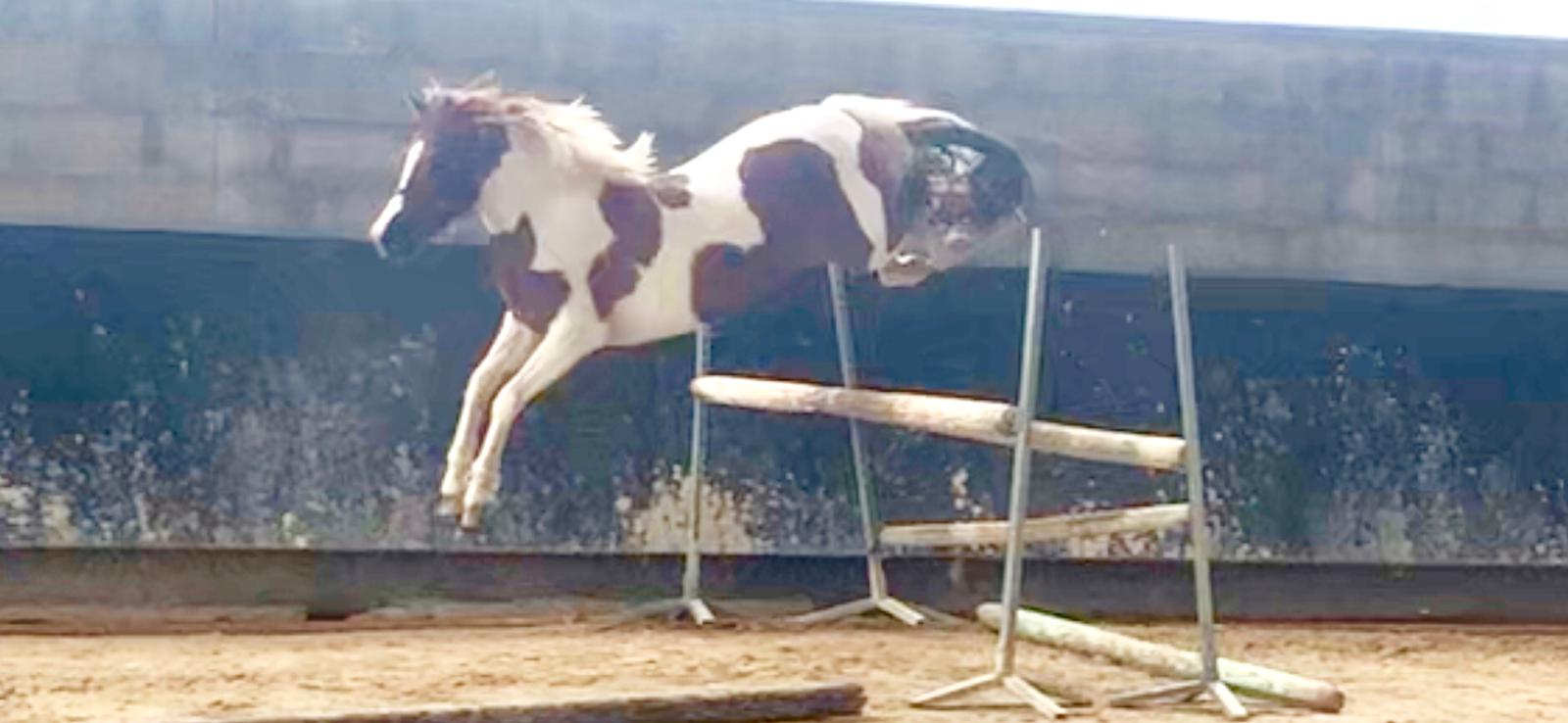 Image de l'annonce A vendre, superbe ponette de sport de 2 ans.