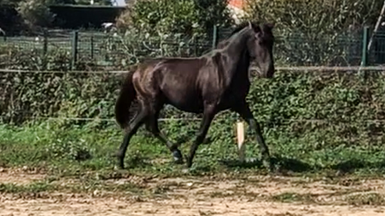 Image de l'annonce PRE - Pure race espagnole PP - Entier - 2 ans