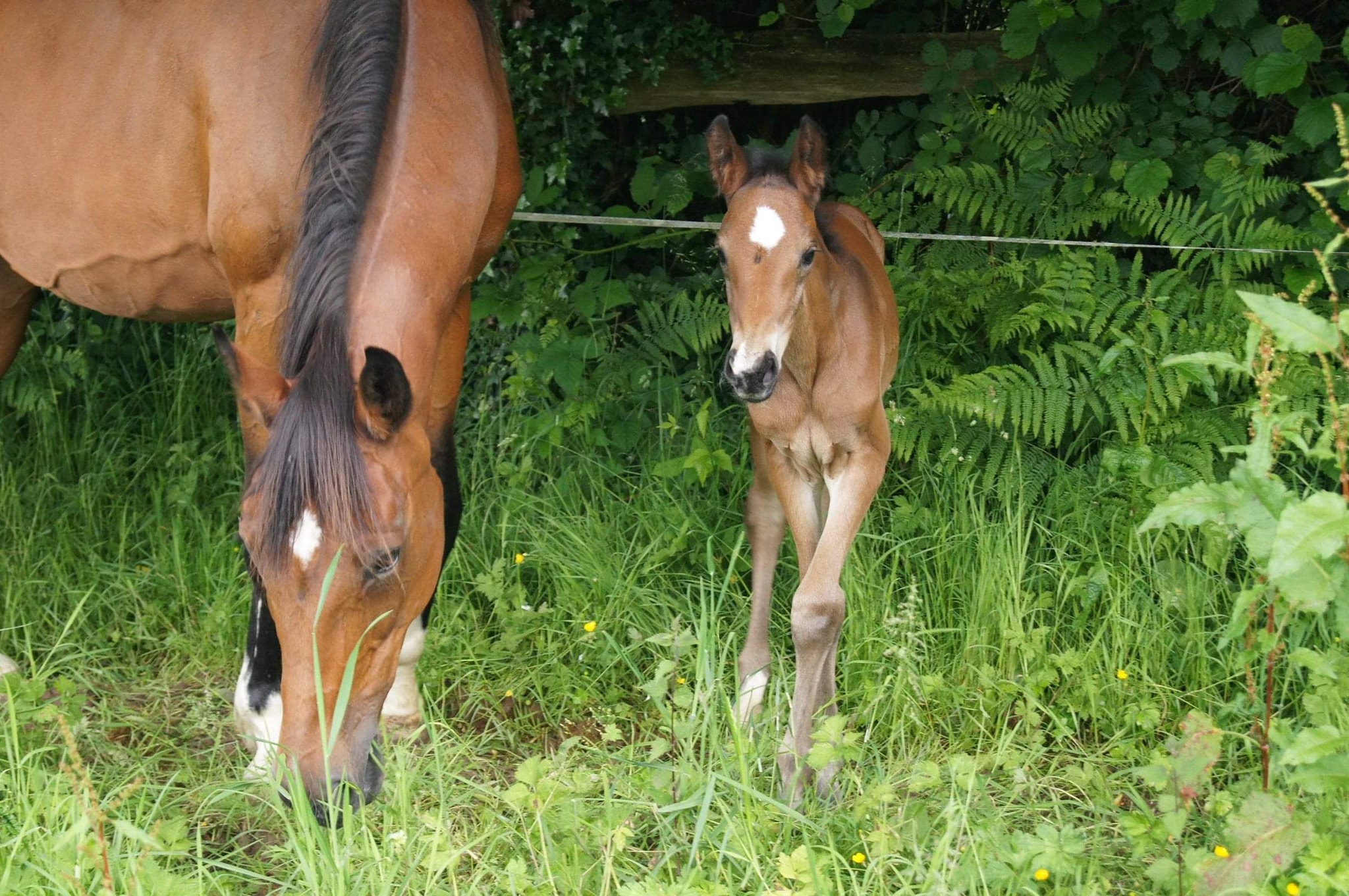 Image de l'annonce pouliche 6 mois croisement poney cheval