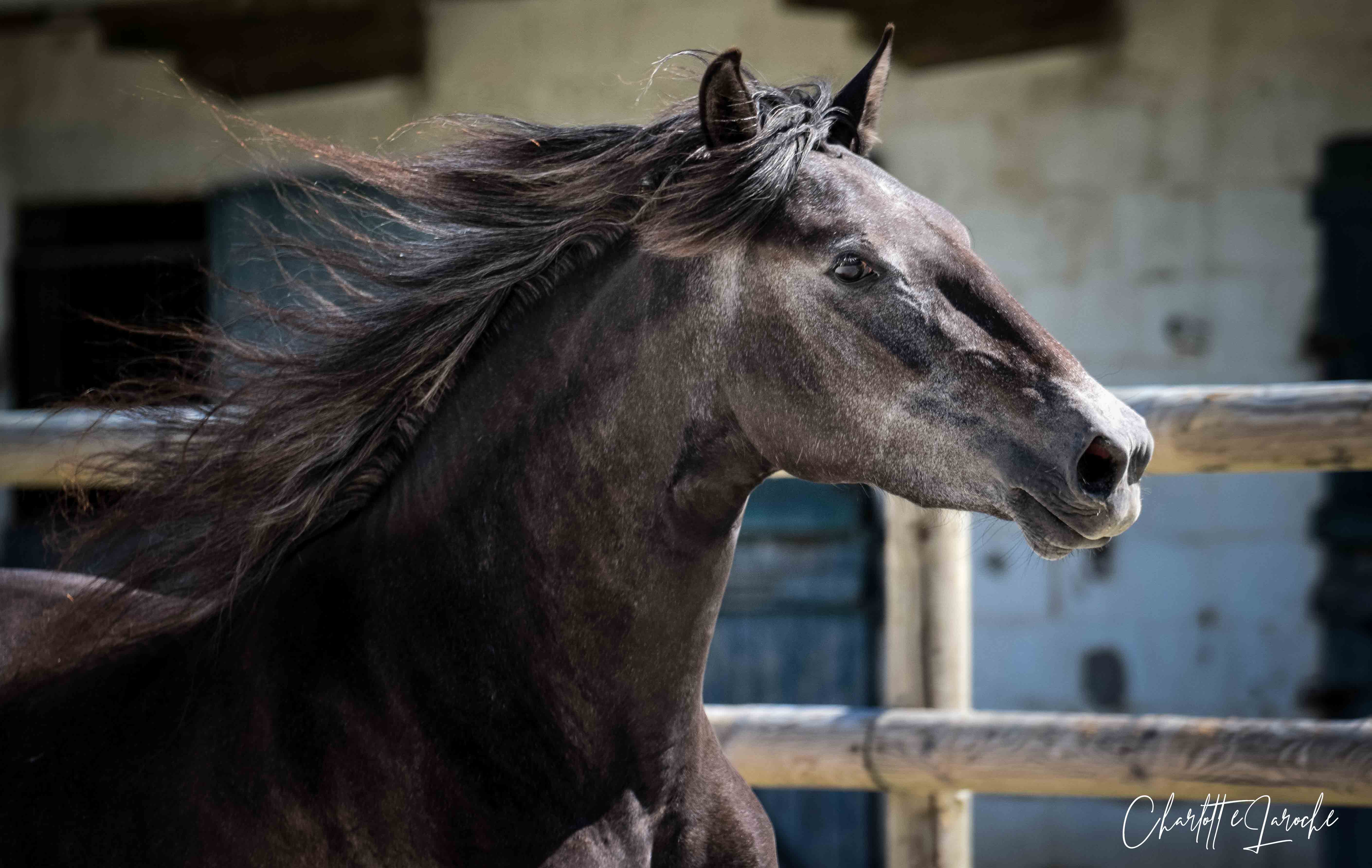 Image de l'annonce Jument 3 ans Dressage - Lusitanien x Gribaldi Trak
