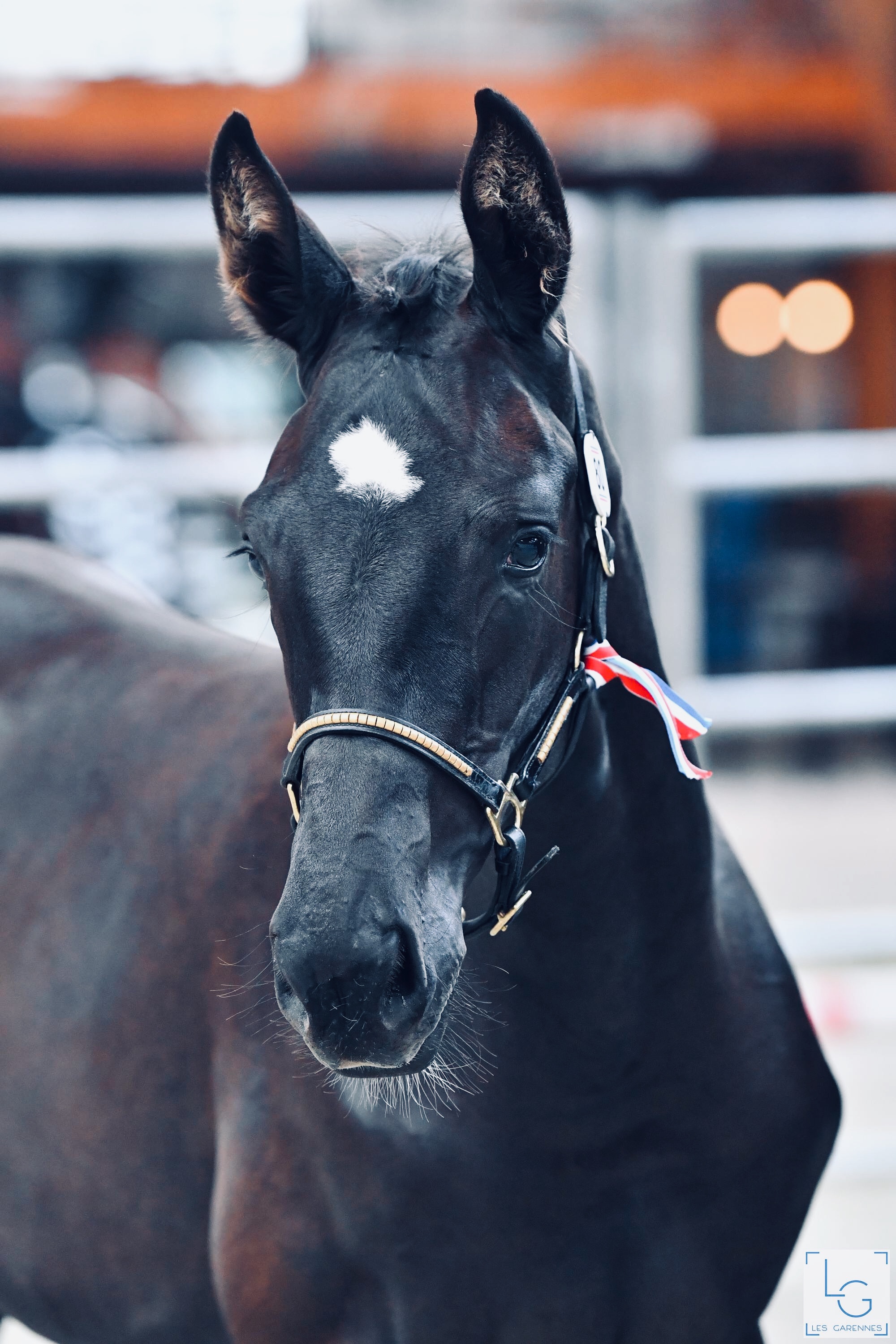 Image de l'annonce Pouliche dressage gros potentiel