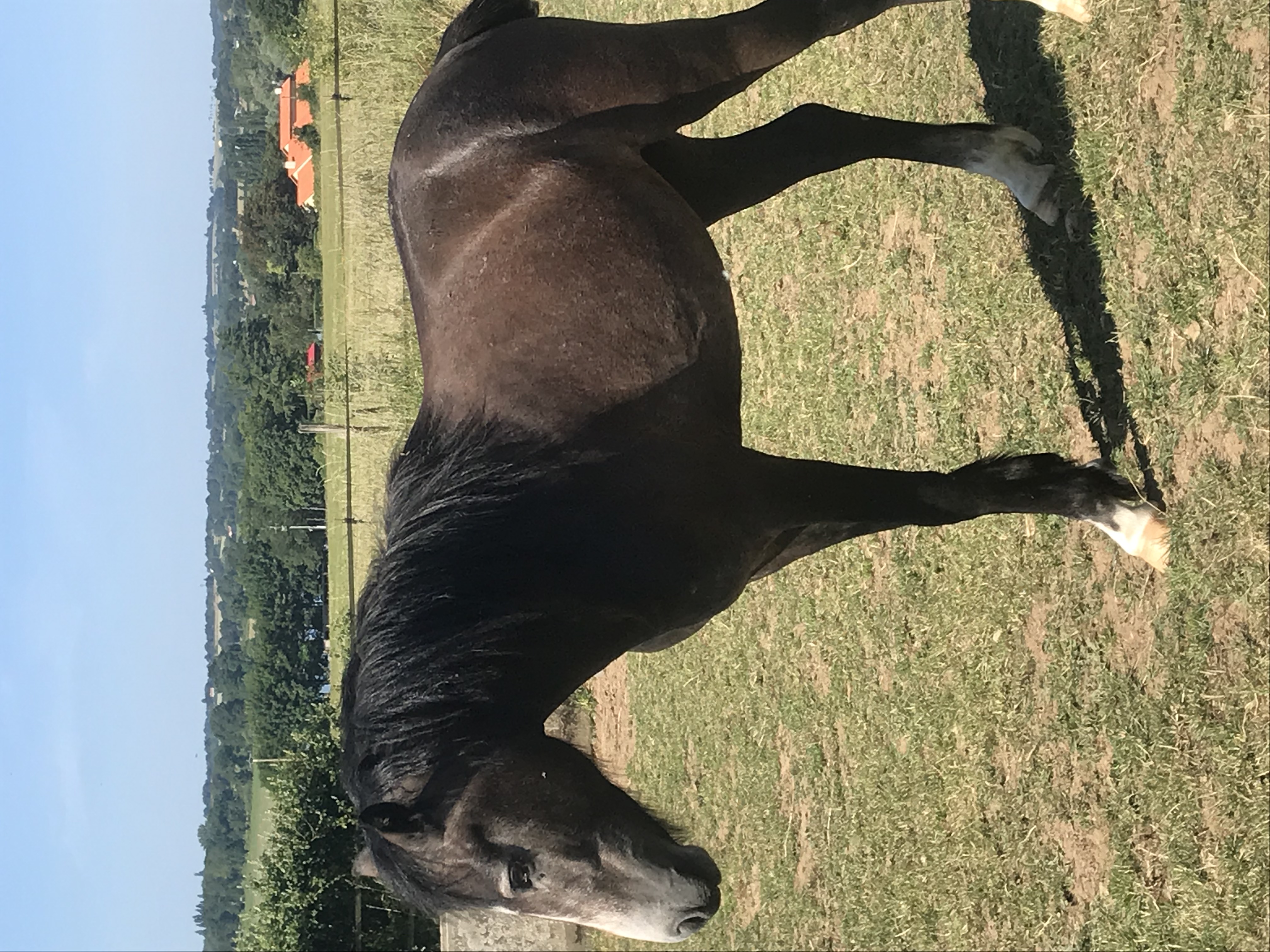 Image de l'annonce Mâle de 2 ans Connemara par Idefix de Villon et Kilkenny Aluinn ( Thunder du Blin )