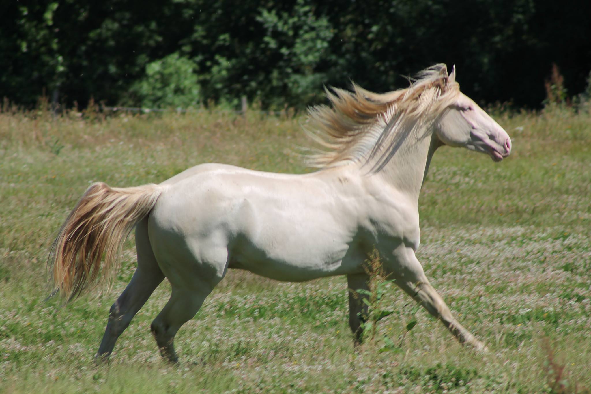 Image de l'annonce Étalon quarter horse
