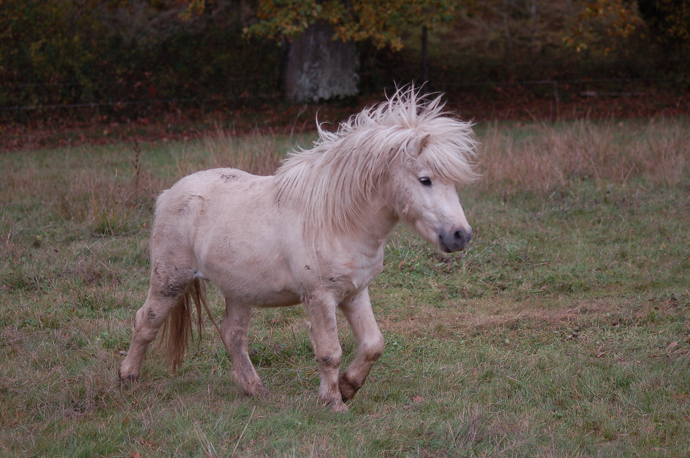 Image de l'annonce Etalon Shetland palomino