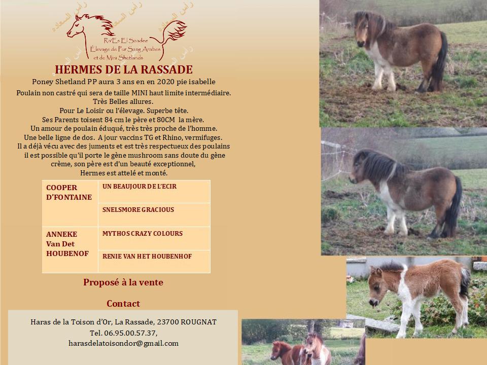 Image de l'annonce jeune Poney Shetland PP, sera parfait pour élevage, loisir, rando, attelage, équithérapie