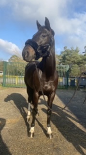 Image de l'annonce Jument de dressage