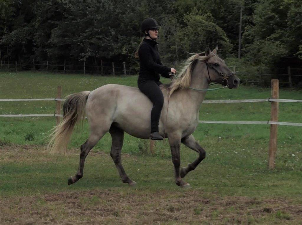 Image de l'annonce Rocky Mountain Horse