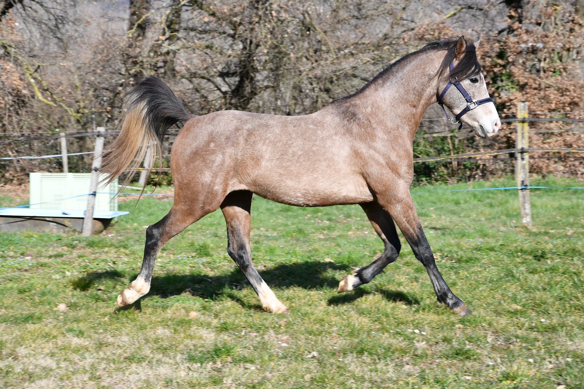 Image de l'annonce Très joli cheval pur sang arabe de 4 ans