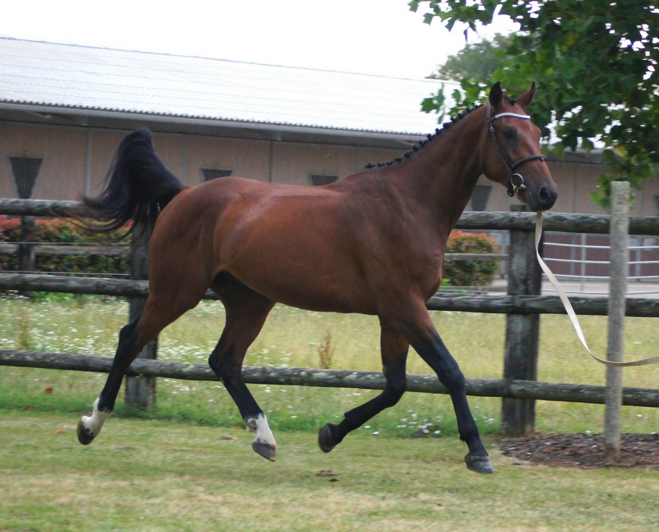 Image de l'annonce Hongre 4 ans LIFESTYLE x KANNAN bon potentiel CSO