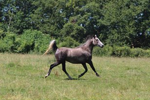 Image de l'annonce Vends petite jument arabe-barbe