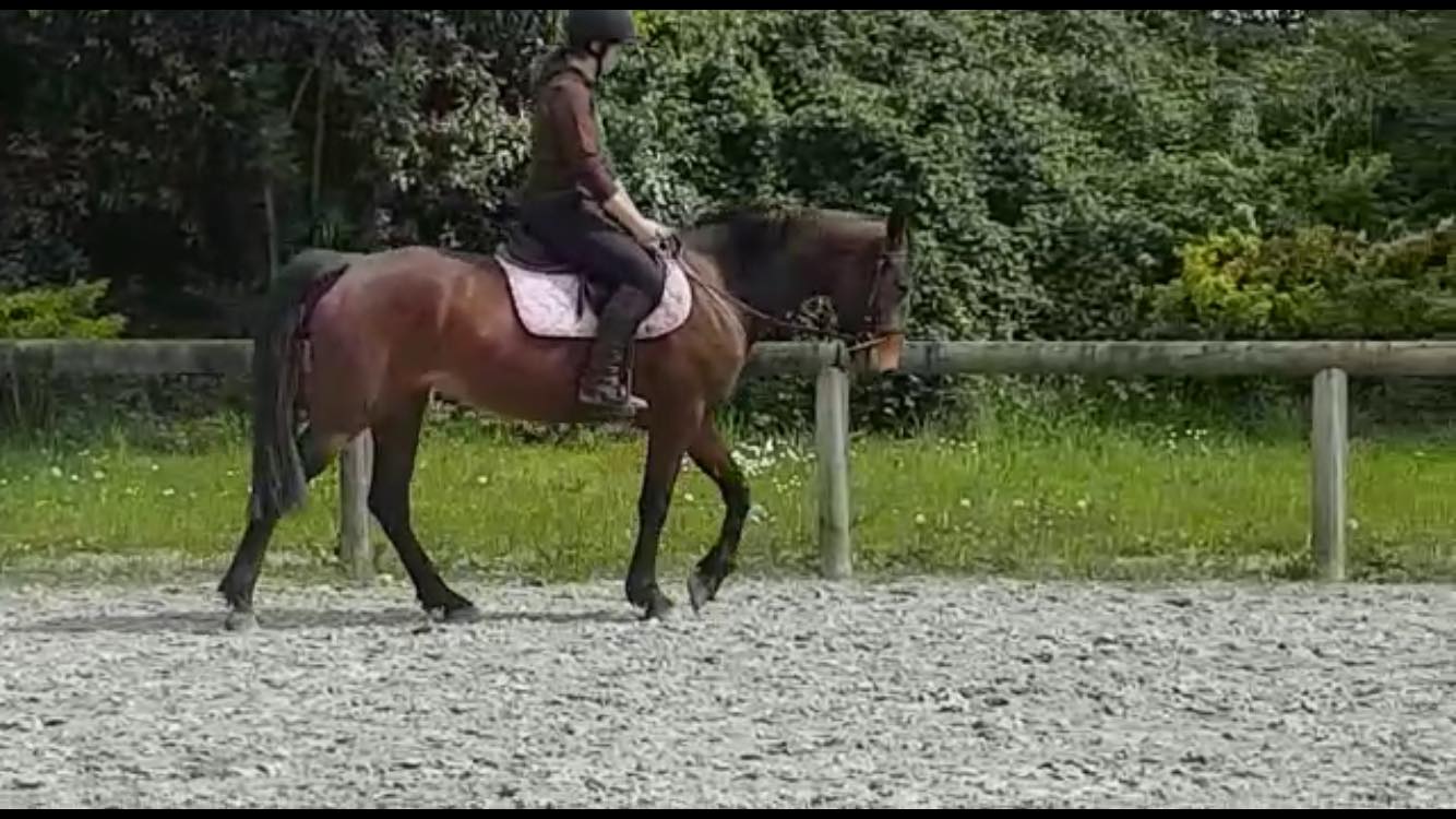 Image de l'annonce jument de 155cm de 2014