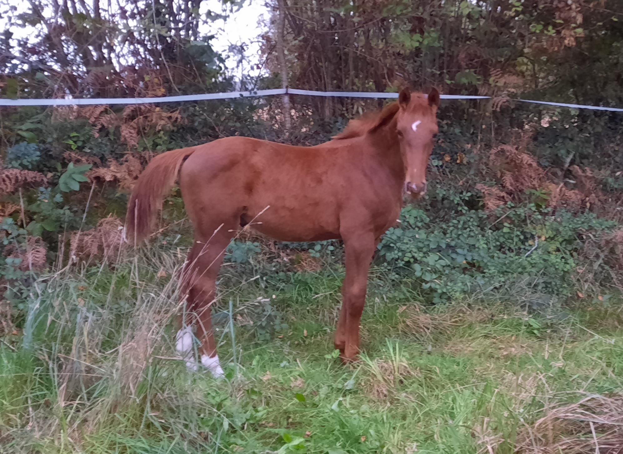 Cheval alezan brulé top a vendre