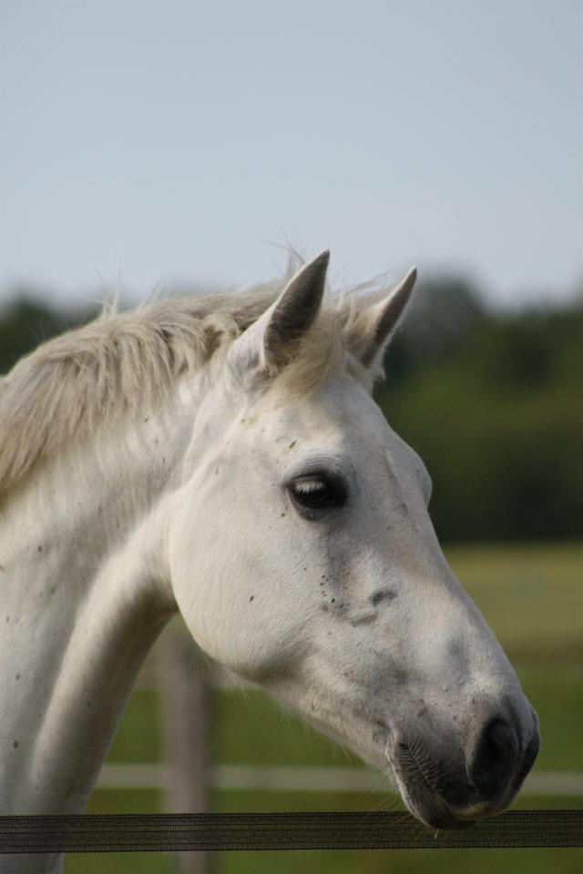 Image de l'annonce Rare poulinière par Apollon Pondy