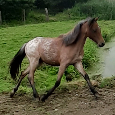 Image de l'annonce A Vendre poulain 1 ans et demi.