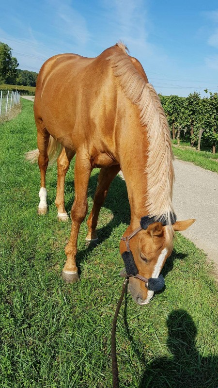 Image de l'annonce Cheval de sport allemand 11 ans