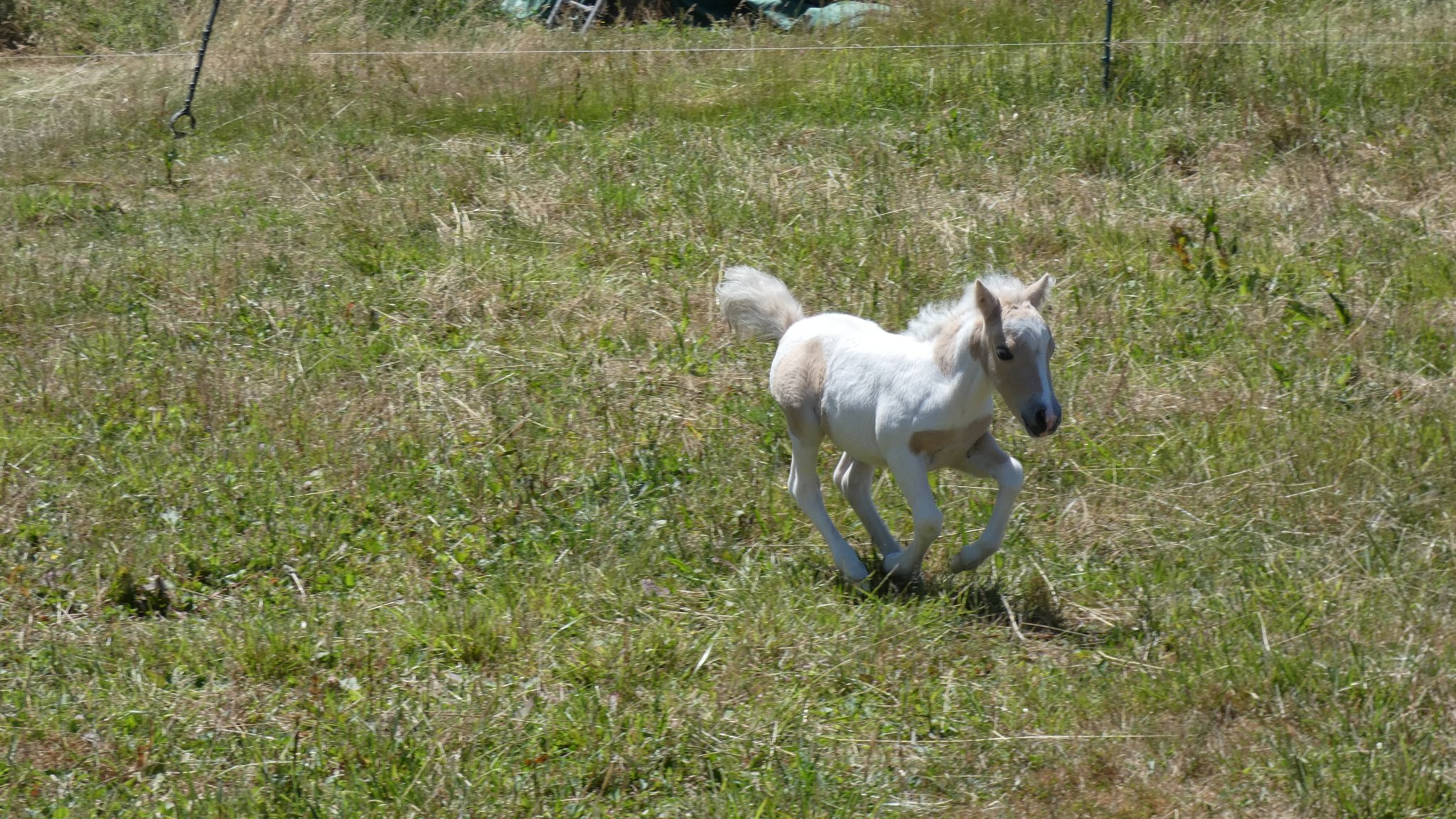 Image de l'annonce Molokaï Labcani poney Pie Palomino avec un oeil part bleu