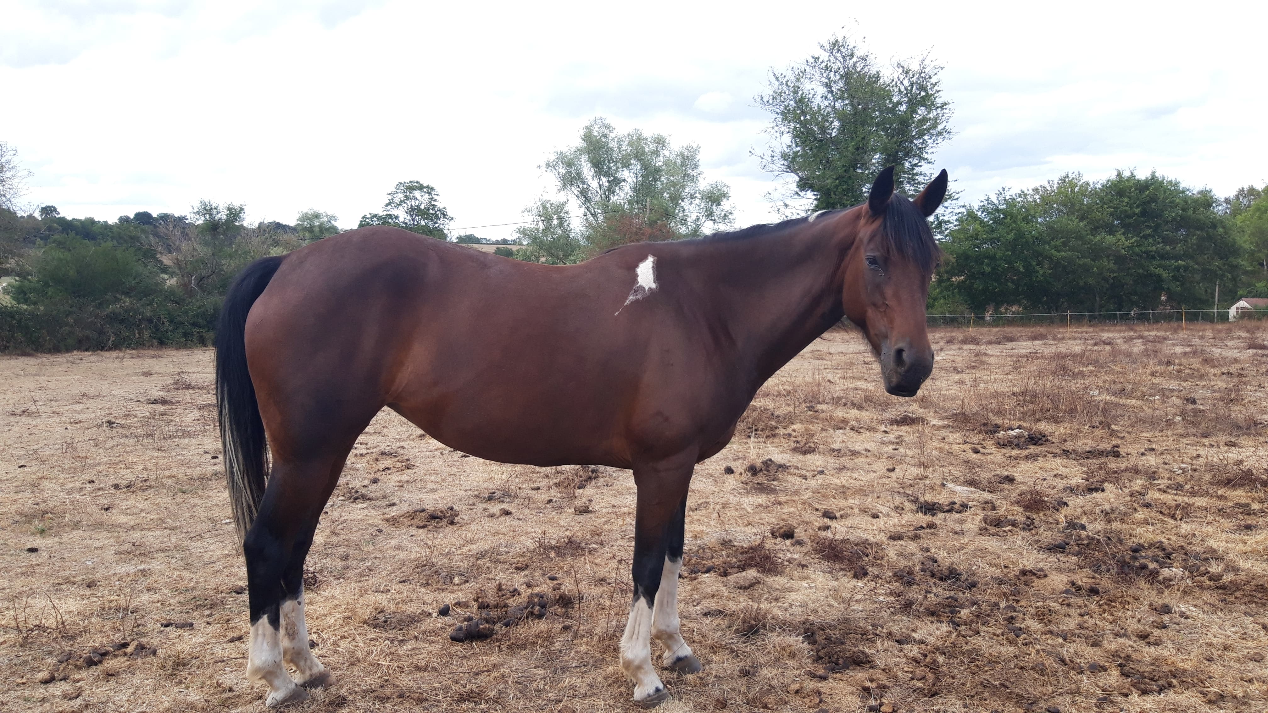 Image de l'annonce Jument quarter horse