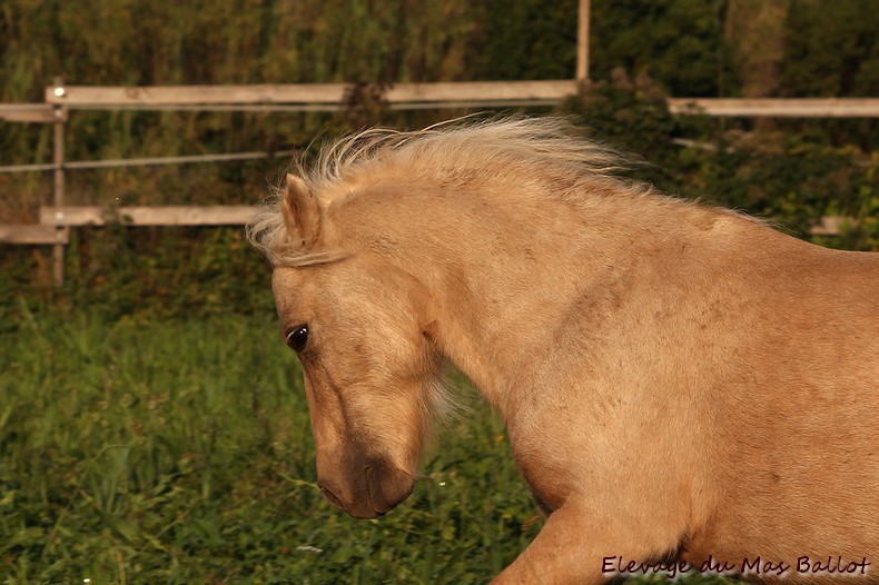Image de l'annonce Etalon shetland PP - poney d'attelage