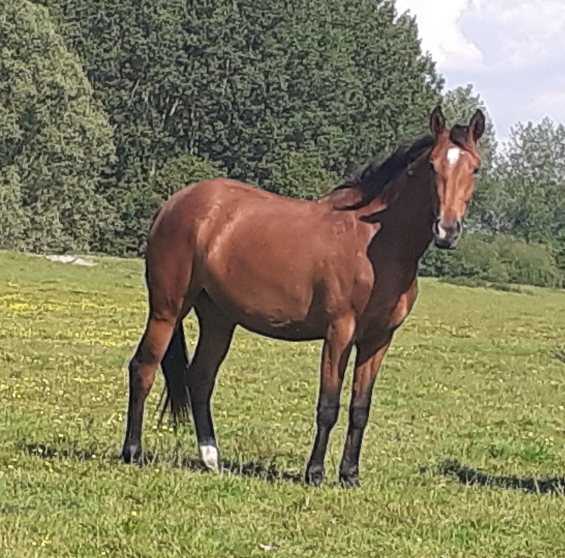 Image de l'annonce A Vendre poulain 2 ans et demi.