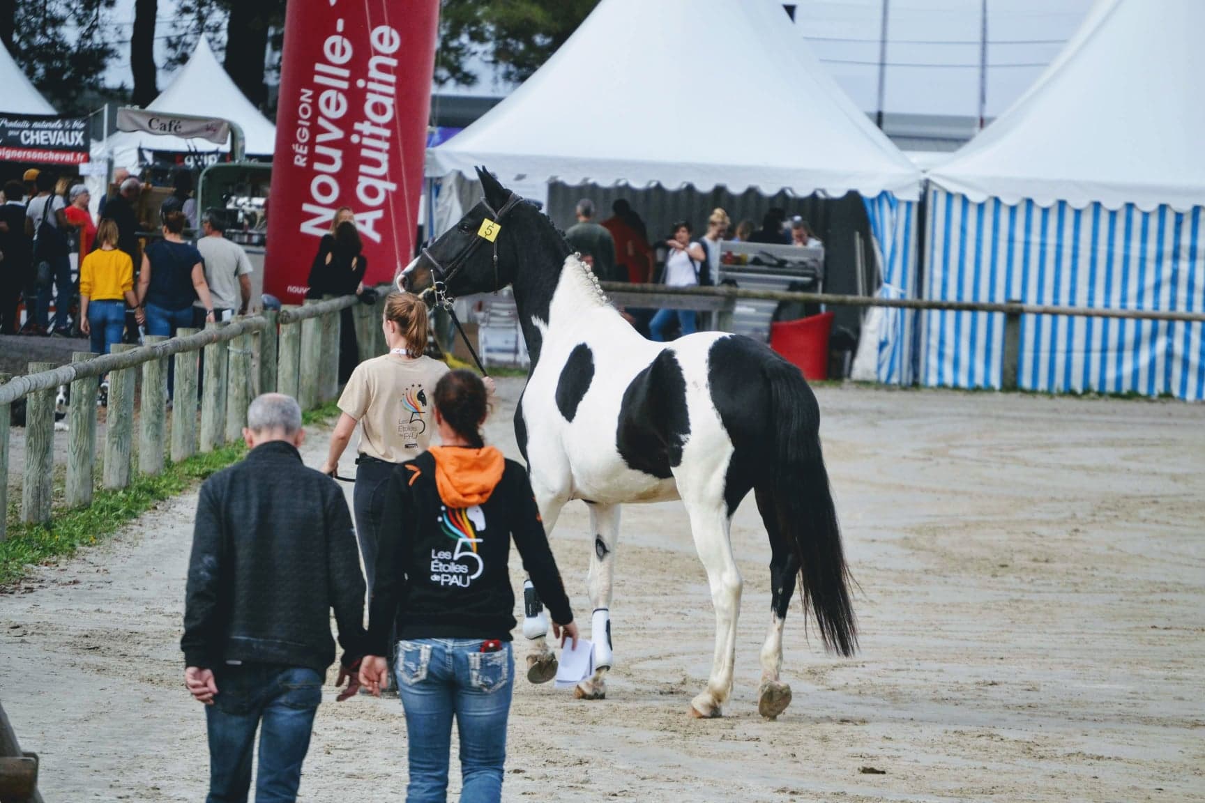 Jument Zangersheide Pie 5 ans