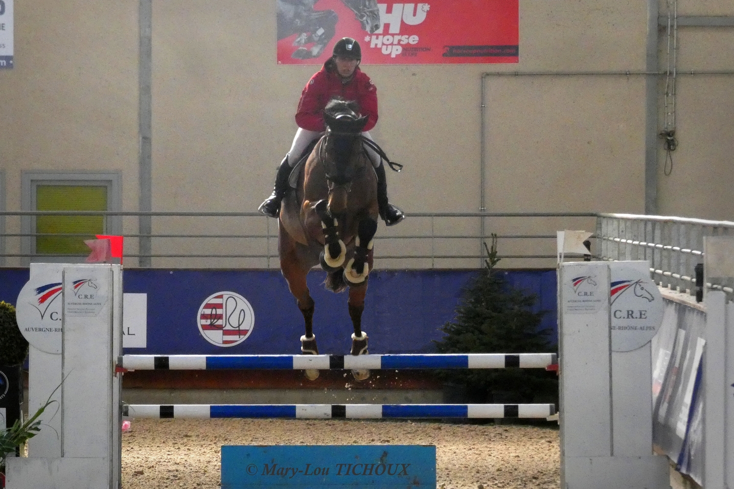 Image de l'annonce Hongre pour CSO Amateur Elite