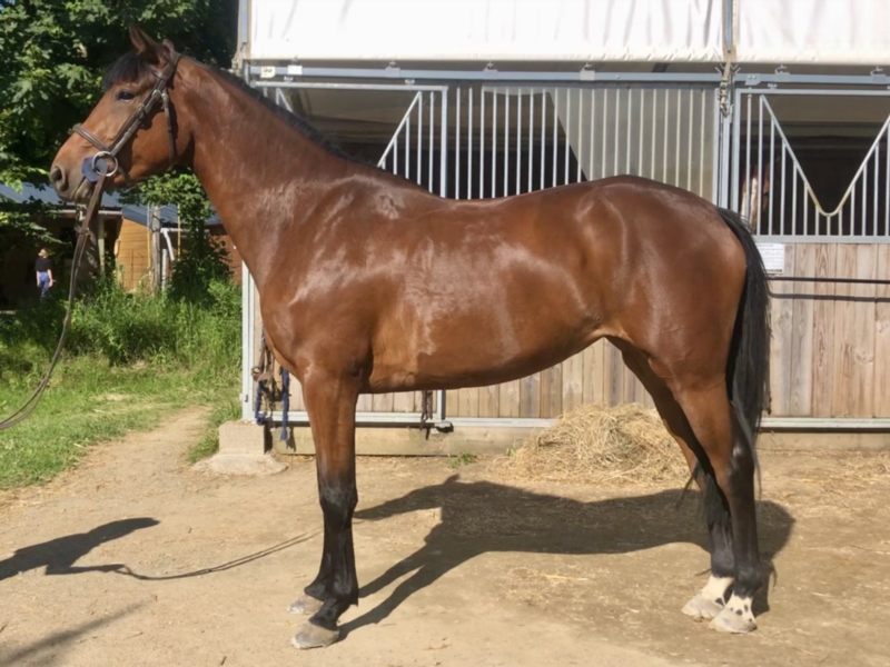 Image de l'annonce Jument d’avenir (Diamnt de Semilly x Balou du rouet)