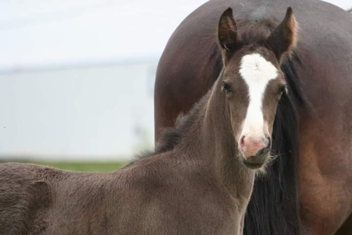 Image de l'annonce Foal mâle noir par Milord des Chouans