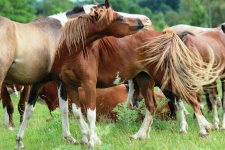 Image de l'annonce lot de 3 poneys welsh type cob section c papier