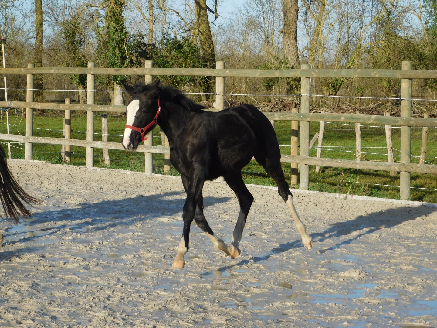 Image de l'annonce Foal Qlassic Bois margot