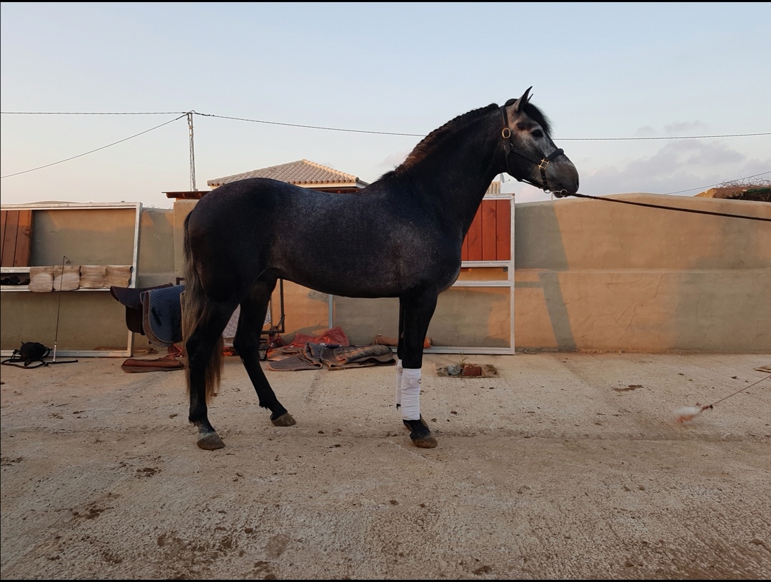 Image de l'annonce Cheval entier PRE 5 ans