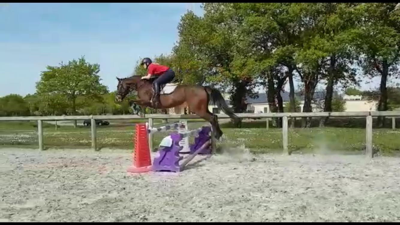 Image de l'annonce Cheval de sport jument sf de 7ans 166cm