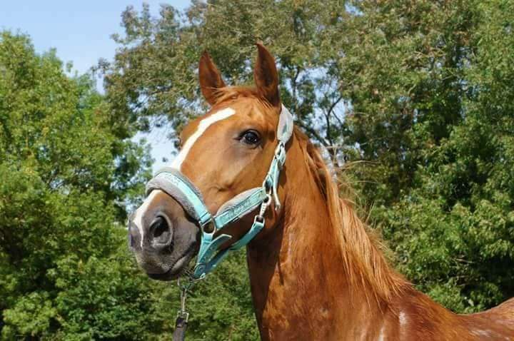 Image de l'annonce Pouliche pie tobiano