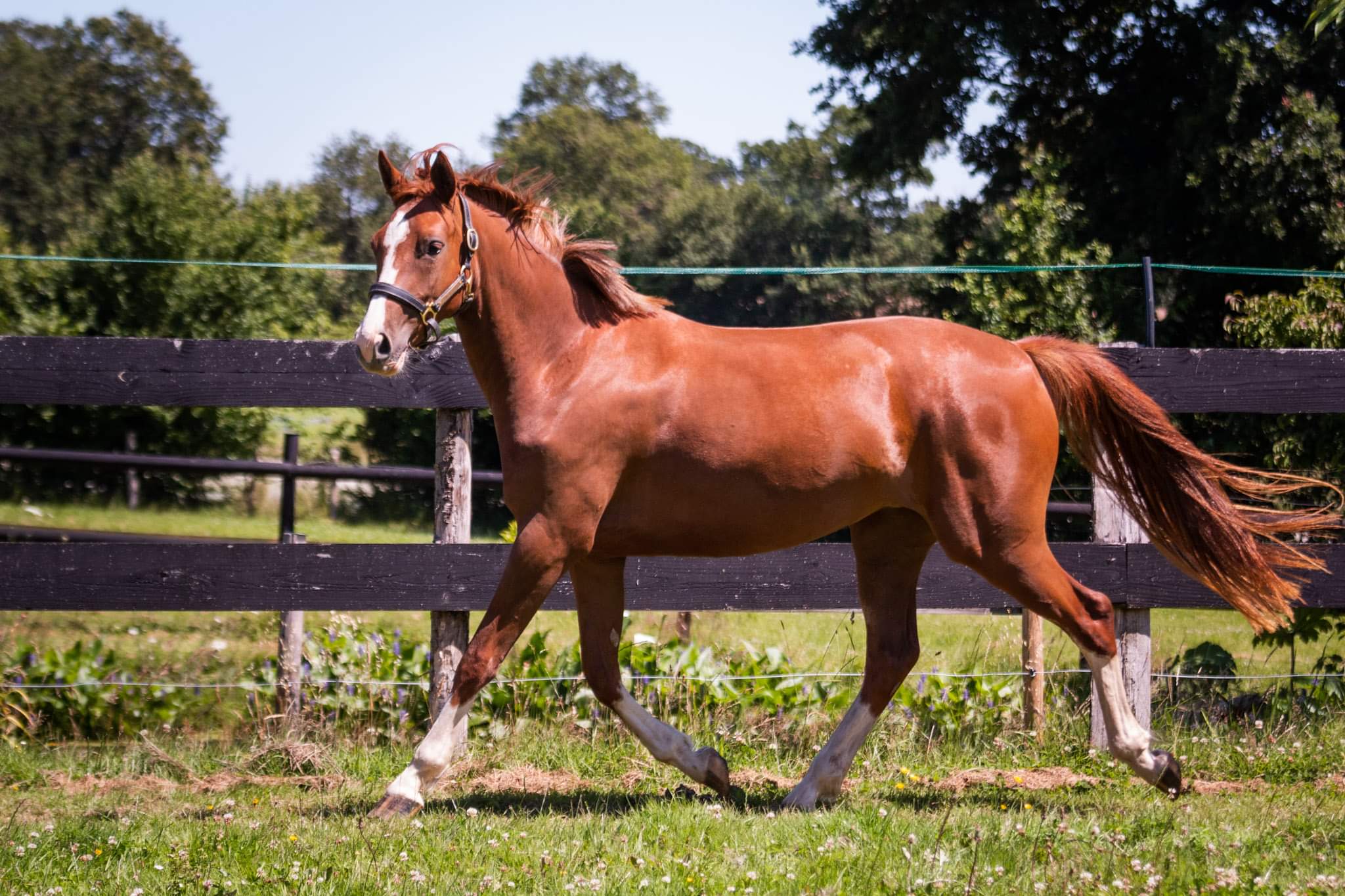 Image de l'annonce Jolie ponette Hors cote