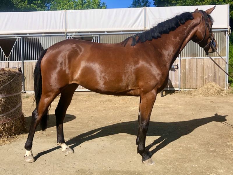 Image de l'annonce Jument d’avenir (Diamnt de Semilly x Balou du rouet)