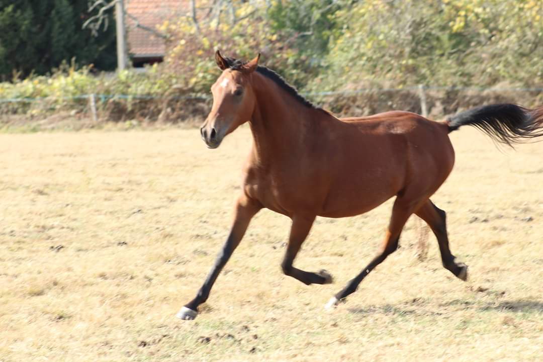 Image de l'annonce DSA 4 ans pour endurance loisirs